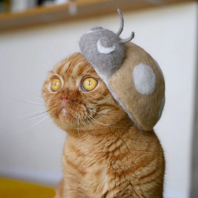 Забавные котейки в шапках