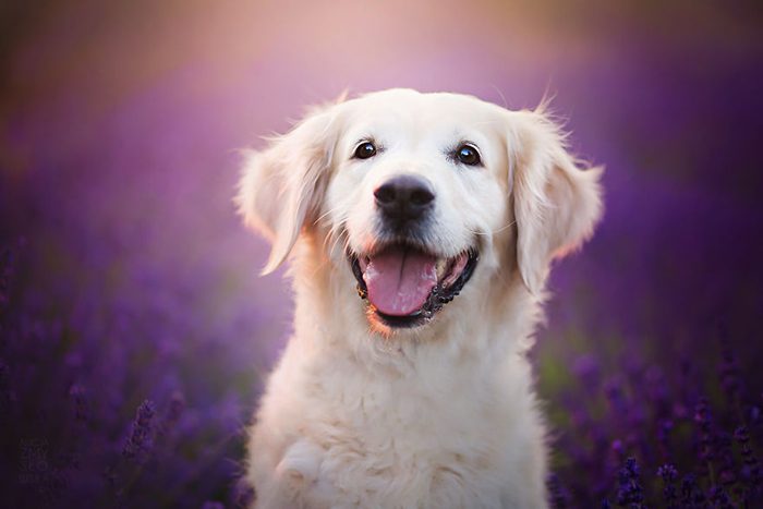 Самые счастливые собаки в мире