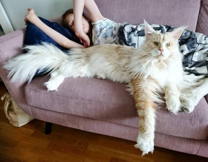 Огромный кот Лотус