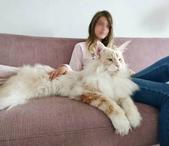 Огромный кот Лотус