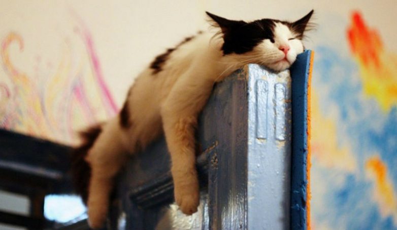 Коты, которые познали науку сна