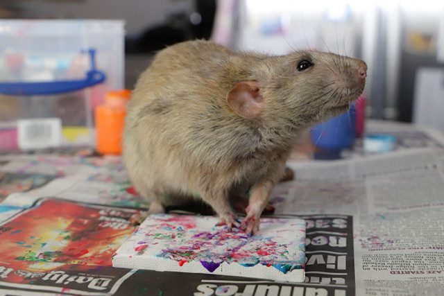 Крысы пишут крошечные картины