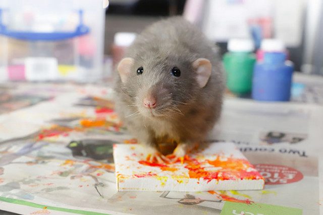 Крысы пишут крошечные картины