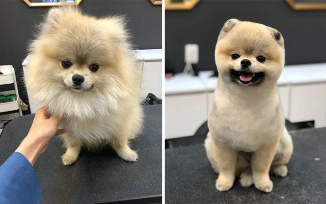 Собаки &quot;до и после&quot; посещения грумера