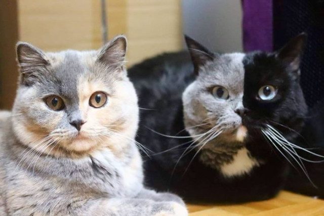 Кот с двухцветной мордашкой стал отцом двух котят