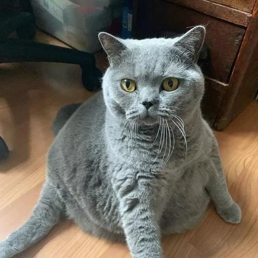 Хозяин попросил усыпить толстого кота