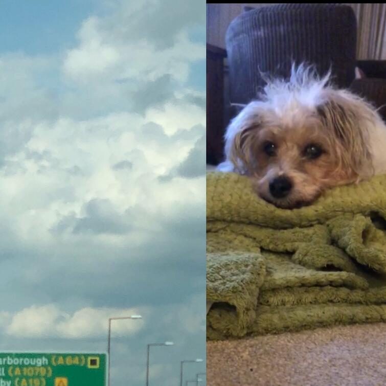 Девушка увидела свою собаку в небе через пару часов после ее смерти