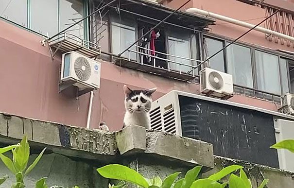 Китайский кот, который проникновенно иллюстрирует этот год