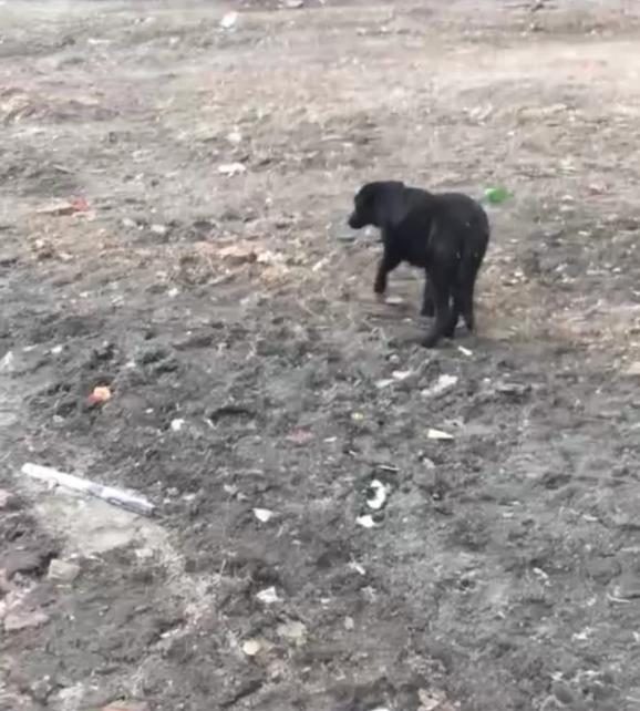 Люди нашли собаку, которая еле ходила, а через месяц она родила