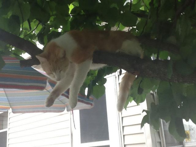 Кошки, в совершенстве овладевшие искусством спать на деревьях