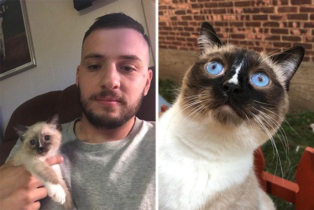 Кошки до и после того, как их спасли от бездомной жизни