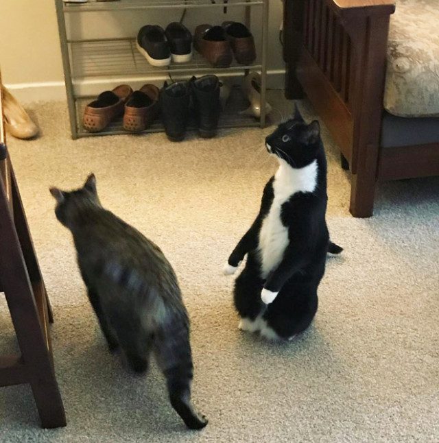 Кошки, которые думают, что они пингвины