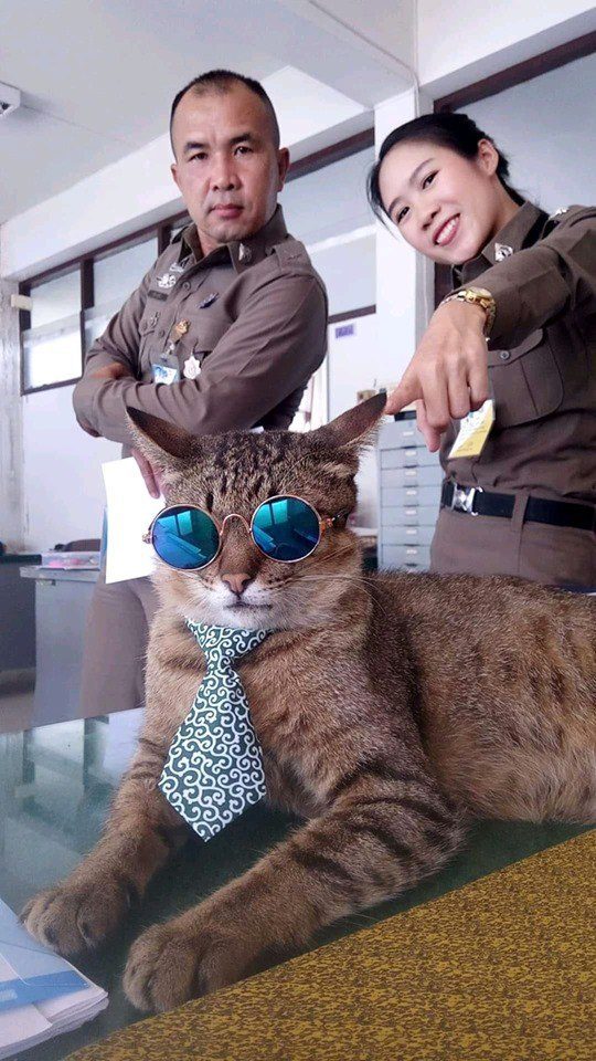 В Тайланде в полицейском участке служит кот