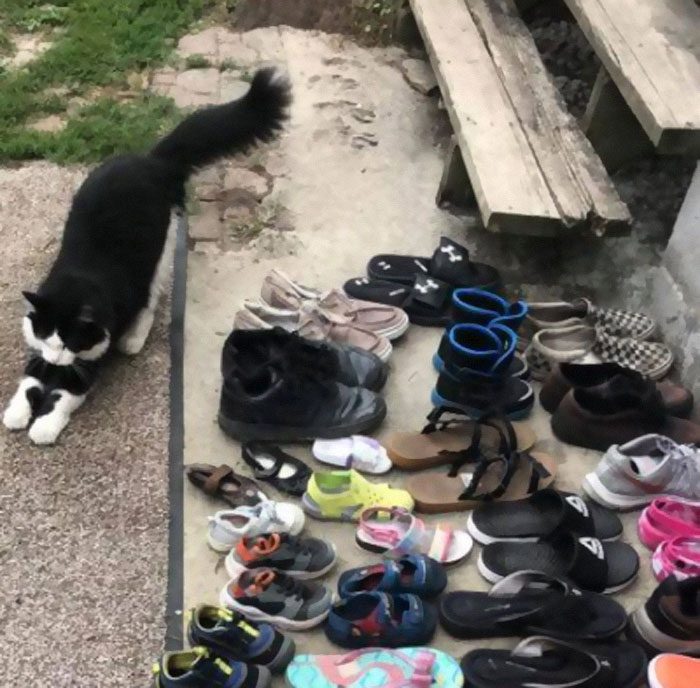 Этот кот ворует обувь у всего района, и его хозяйка нашла современный метод борьбы с этим