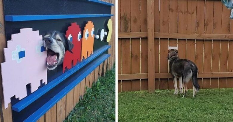 Хозяин сделал своего пса звездой забор-шоу