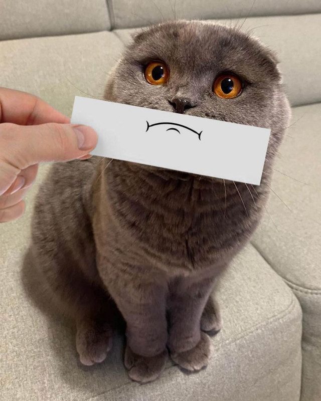 Как изменить выражение кошачьей мордочки с помощью кусочка бумаги и фломастера