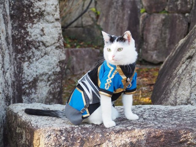 Эпичные аниме-костюмы для кошек
