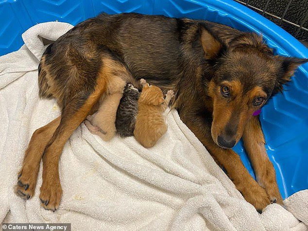 Эта собака стала приёмной мамой осиротевшим котятам