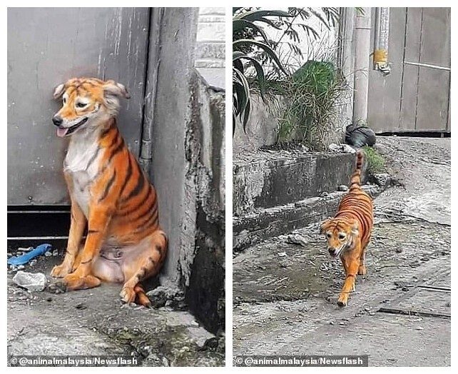 Кто-то раскрасил бездомного пса под тигра