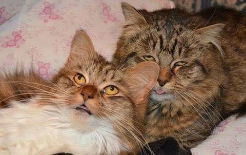 Неудачные смешные фотографии кошек
