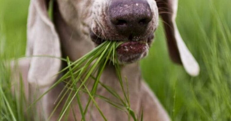 Почему собаки едят траву