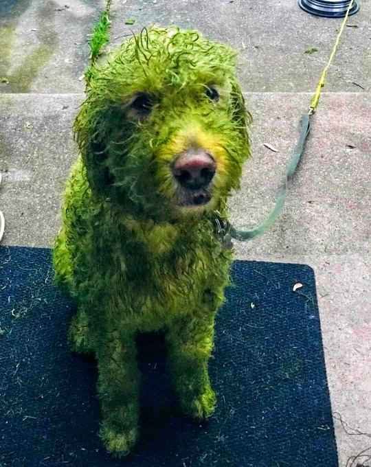Зелёное чудовище