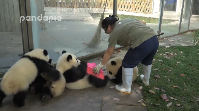 Милые панды устроили хаос, пока смотритель зоопарка отчаянно пытался сгребать листья