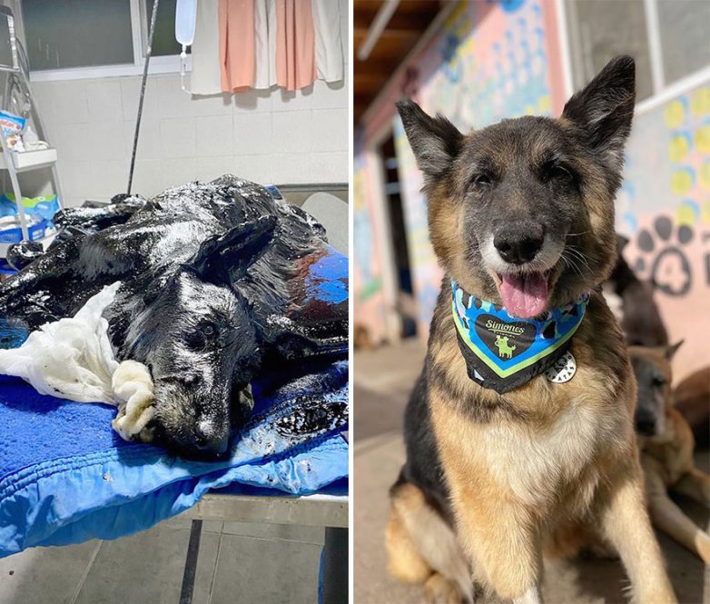 Собаки до и после того, как их спасли с улиц Аргентины