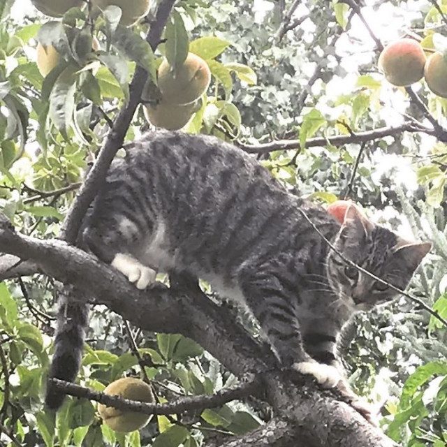 Кошки, которые выглядят так, будто их воспитали птицы