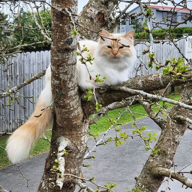 Кошки, которые выглядят так, будто их воспитали птицы