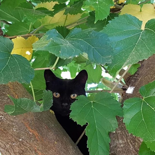 Кошки, которые выглядят так, будто их воспитали птицы