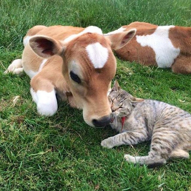 Примеры дружбы между животными, которые растопят ваше сердце