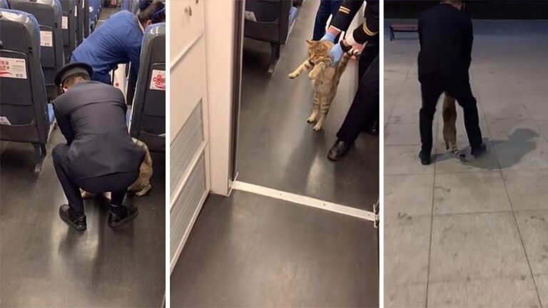 Безбилетную кошку вывели из поезда