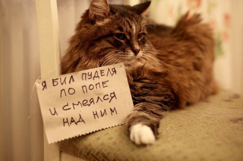 Котики, уличённые в проступках