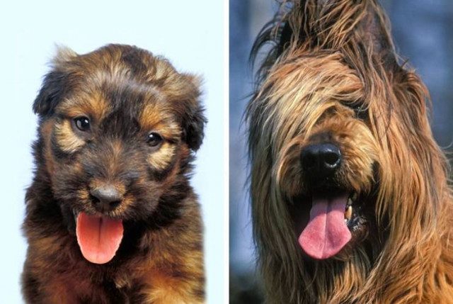 Как выглядят собаки разных пород