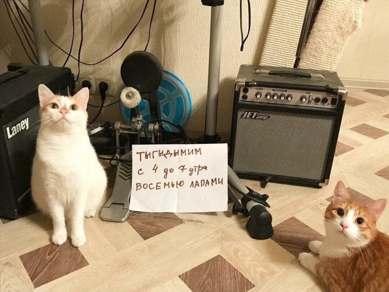 Котики, уличённые в проступках