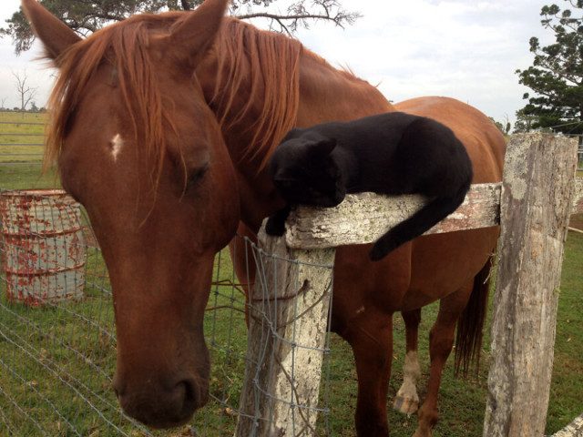 18 фотографий кошки и лошади, которые являются лучшими друзьями
