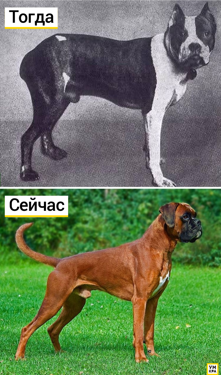 Как выглядели известные породы собак 100 лет назад