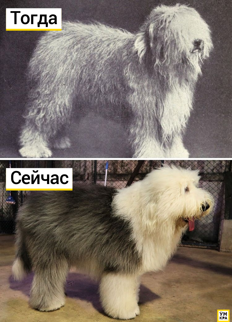 Как выглядели известные породы собак 100 лет назад