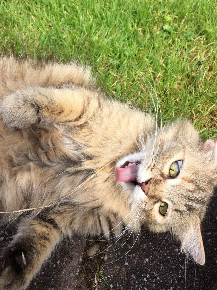 20 смехотворно нелепых котиков, которые ещё и нефотогеничны