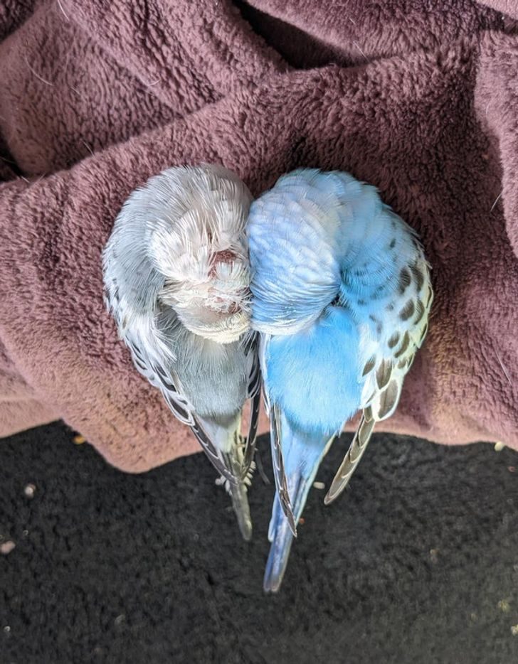 18 милых попугайчиков, которые заменяют котят и щенят