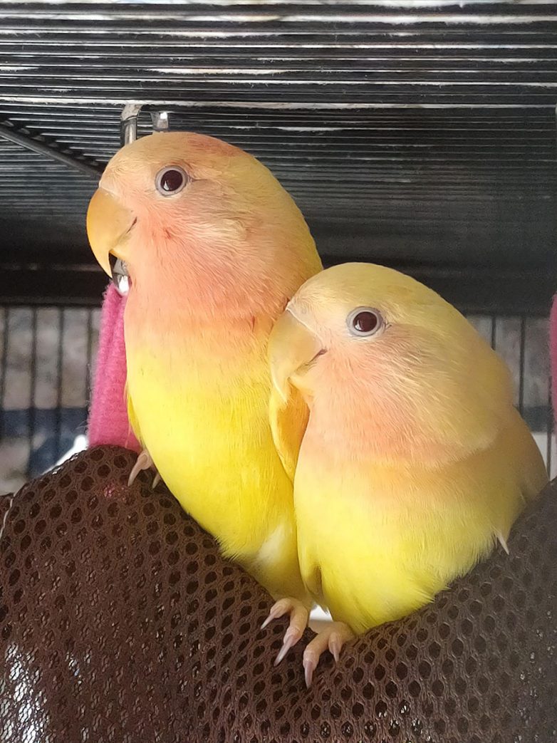 18 милых попугайчиков, которые заменяют котят и щенят