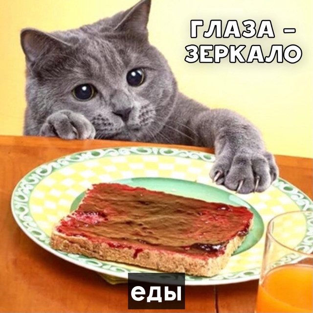 Кошачьи пословицы и поговорки