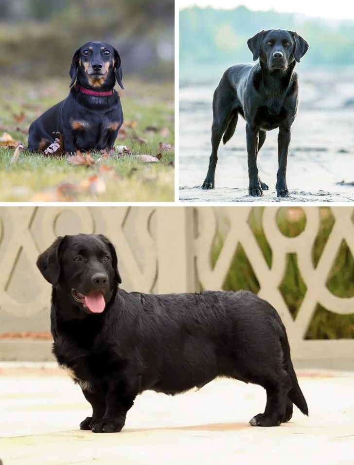 Собаки-метисы, которые взяли лучшее от своих породистых мам и пап