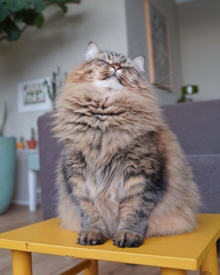 Кошки-модели, которые знают, как принять правильную позу и выпросить еду одним лишь взглядом