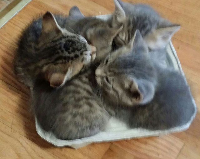 Фотографии, доказывающие, что у кошек весьма своеобразное представление об уютном лежаке