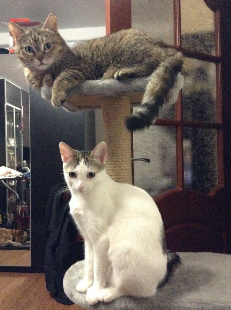 Два котёнка очутились на стройке