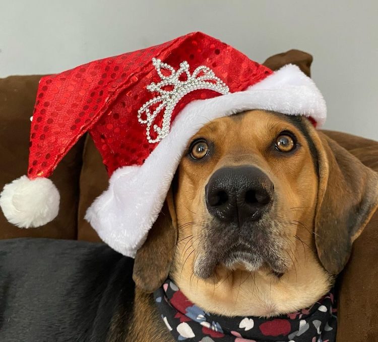 Собака бессовестно фотобомбит все рождественские фото семьи