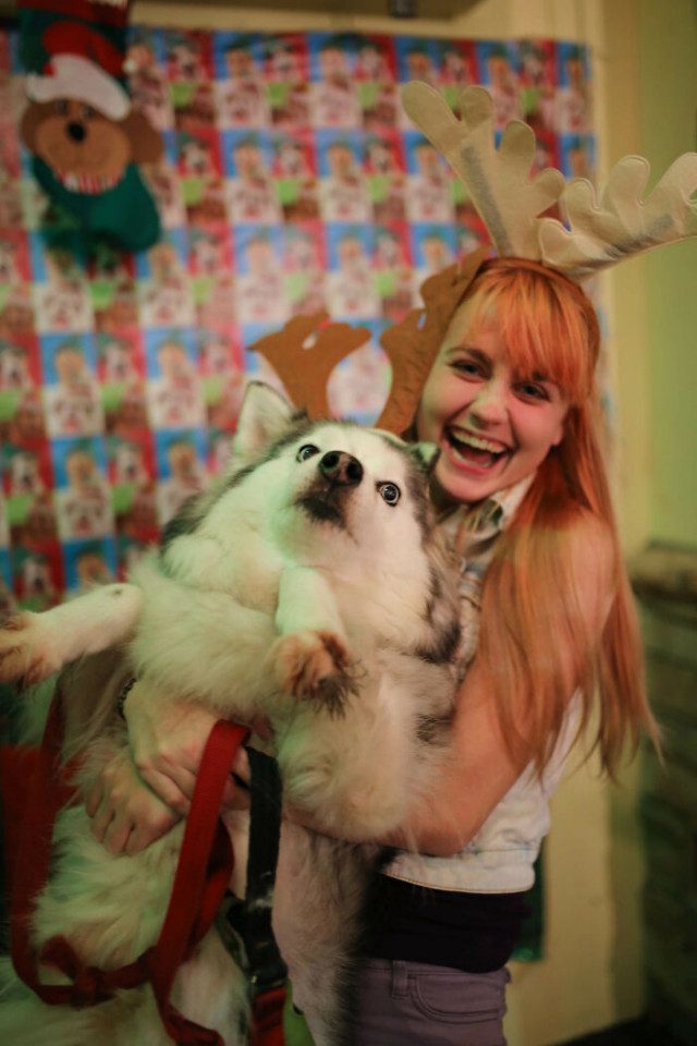 Рождественские фотобомбы с участием собак