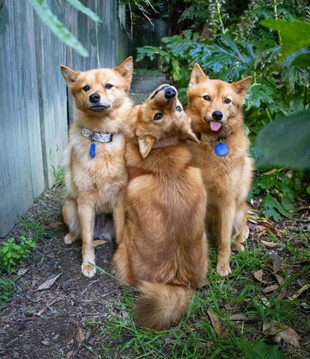 Собака Кико, весело &quot;портящая&quot; совместные фотографии